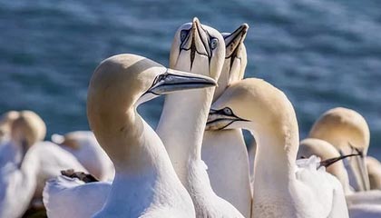 官方：赵继伟成为辽宁本地企业辉山乳业品牌大使